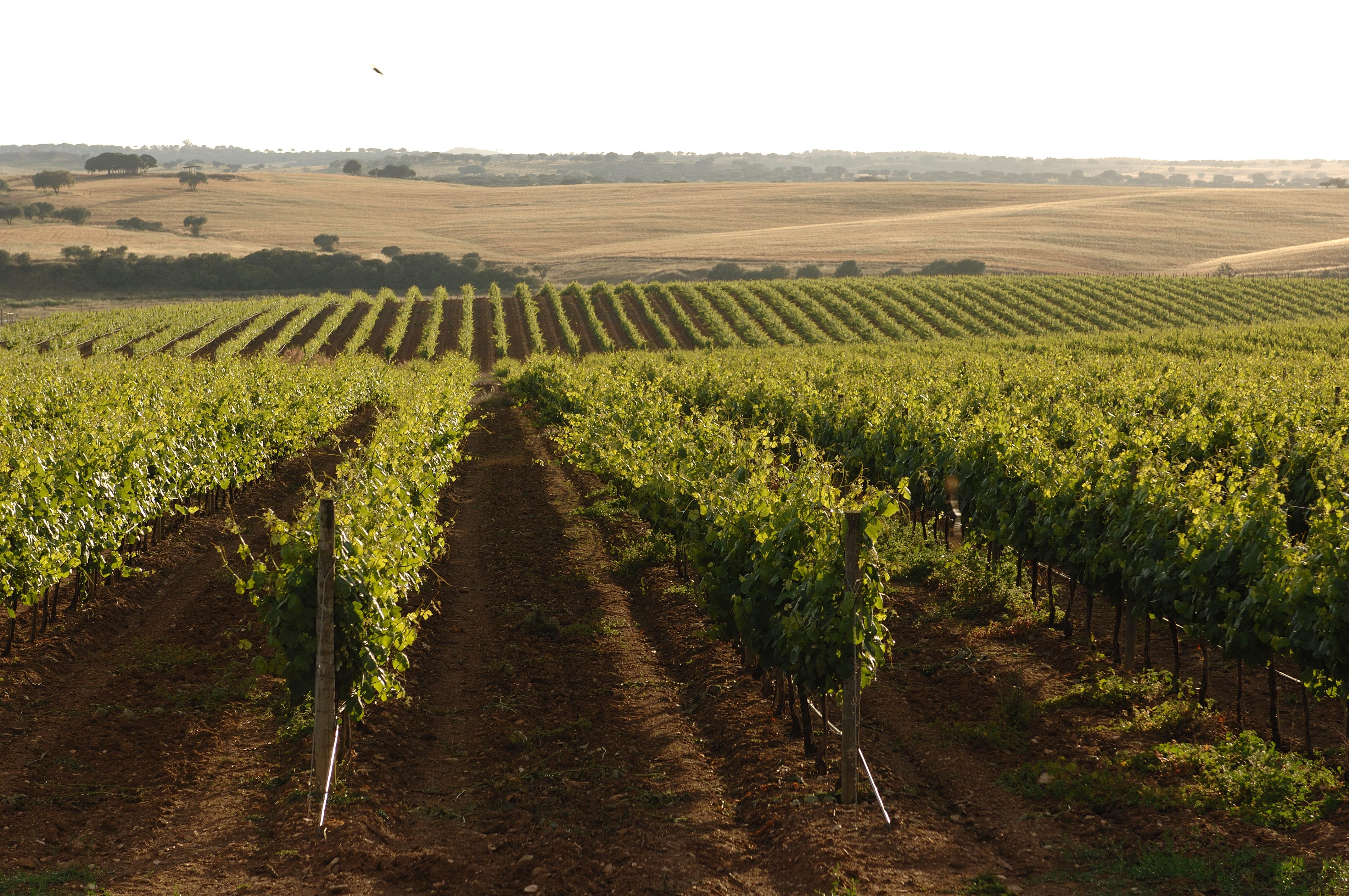 Vila Gale Alentejo Vineyard - Clube De Campo Albernoa Zewnętrze zdjęcie
