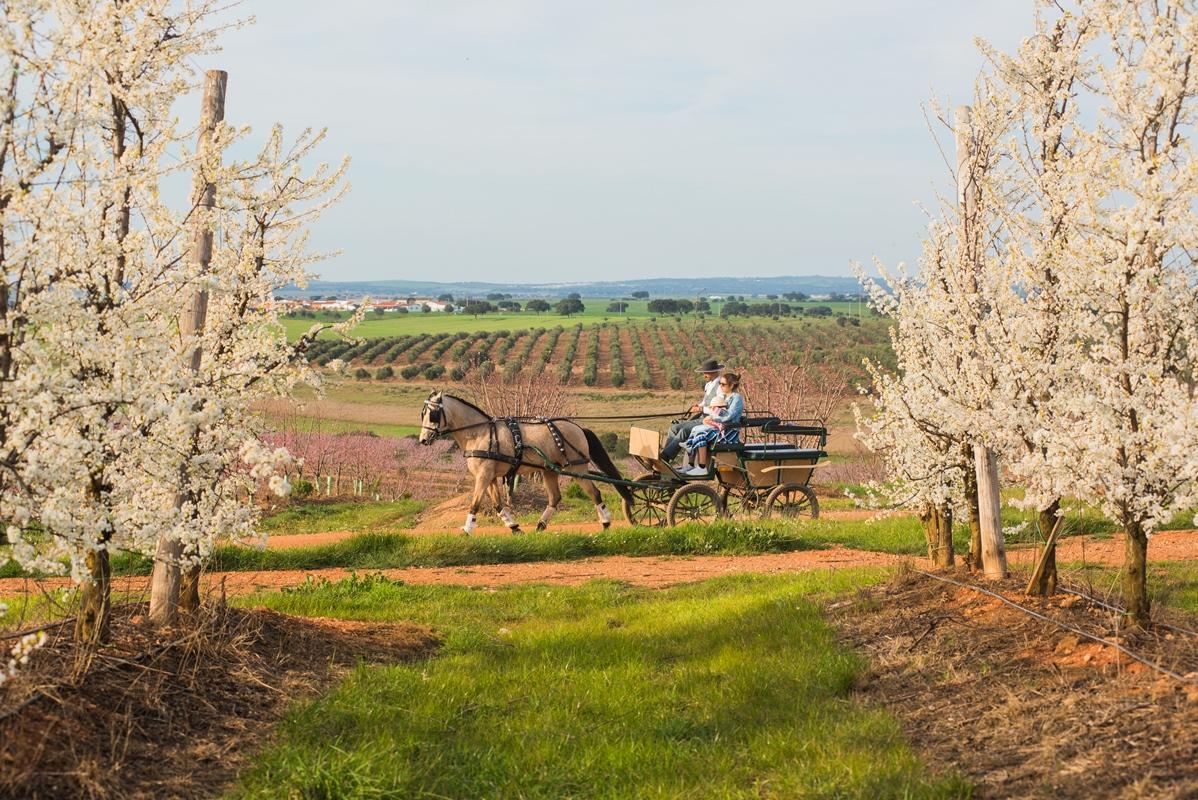 Vila Gale Alentejo Vineyard - Clube De Campo Albernoa Zewnętrze zdjęcie